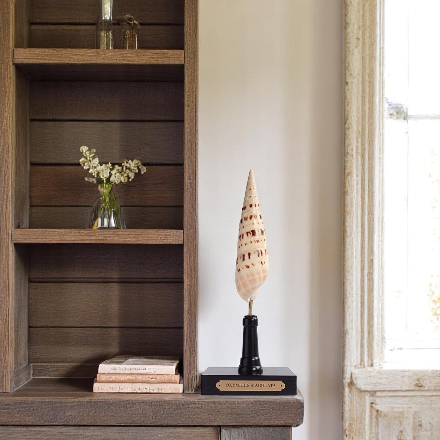 Mounted Shell Sculpture, Sea Shell on Stand, Tropical Shell Display, Elegant Coastal Decor, Beach House Gift, Nautical Marine Home Accent