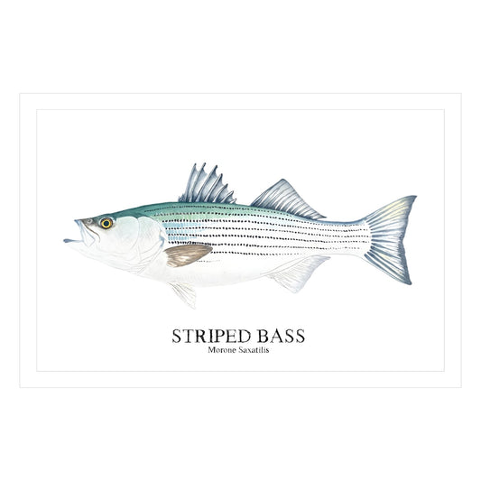 Striped Bass Watercolor Print: Nautical Coastal Wall Art