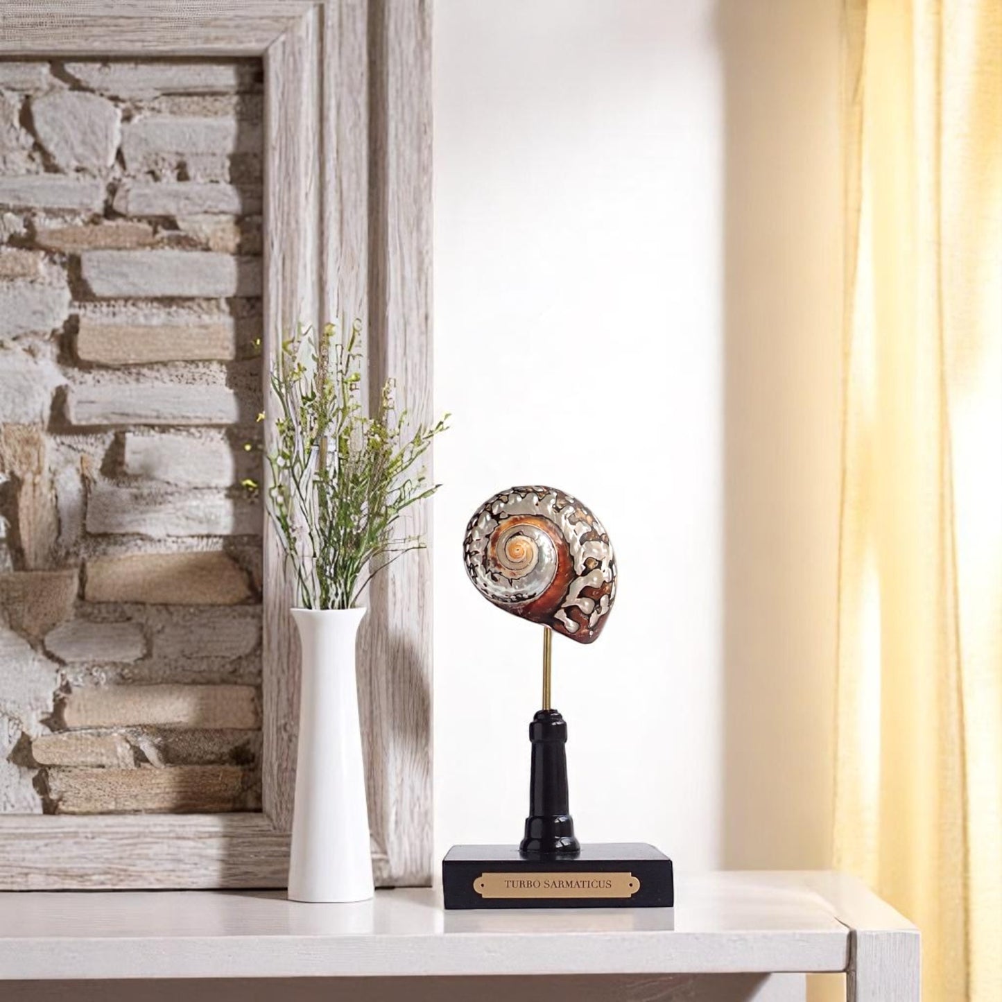 Mounted Shell Sculpture, Sea Shell on Stand, Tropical Shell Display, Elegant Coastal Decor, Beach House Gift, Nautical Marine Home Accent