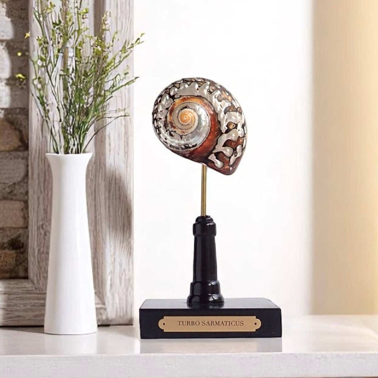 Mounted Shell Sculpture, Sea Shell on Stand, Tropical Shell Display, Elegant Coastal Decor, Beach House Gift, Nautical Marine Home Accent