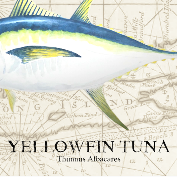 Yellowfin Tuna Watercolor Print Over Vintage Long Island Map – Nautical Coastal Wall Art, Fishermen Angler Gift, NY Beach House Décor