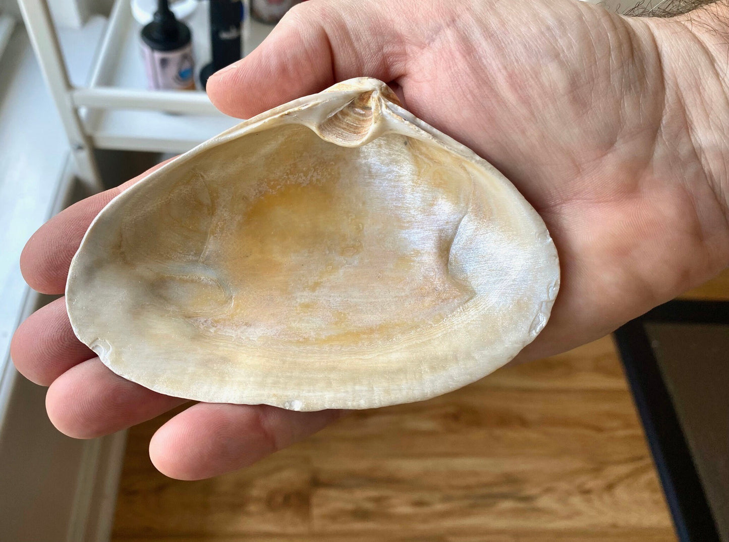Decoupage Clam Shell Jewelry Dish – Crab Design, Coastal Home Decor