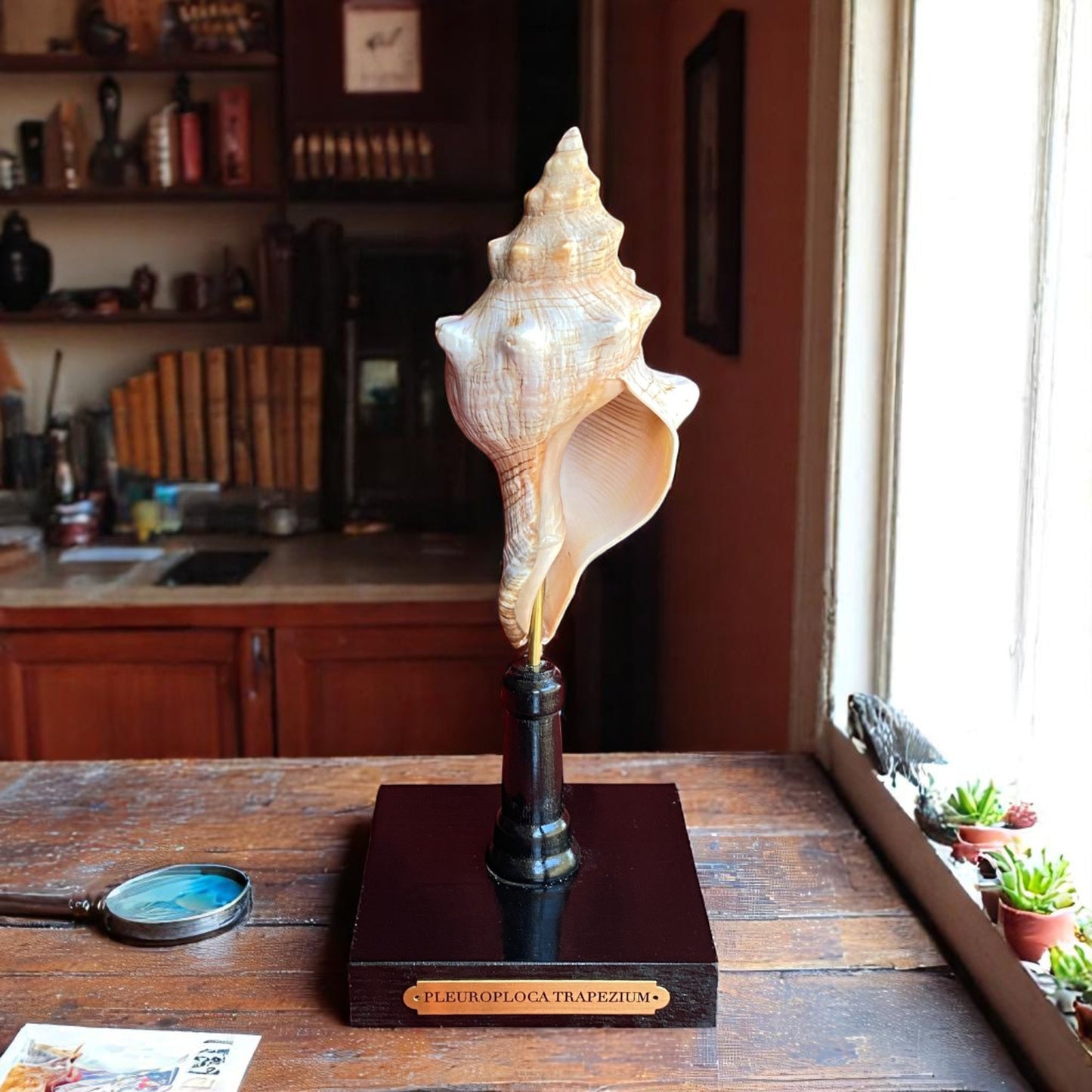 Mounted Shell Sculpture, Sea Shell on Stand, Tropical Shell Display, Elegant Coastal Decor, Beach House Gift, Nautical Marine Home Accent