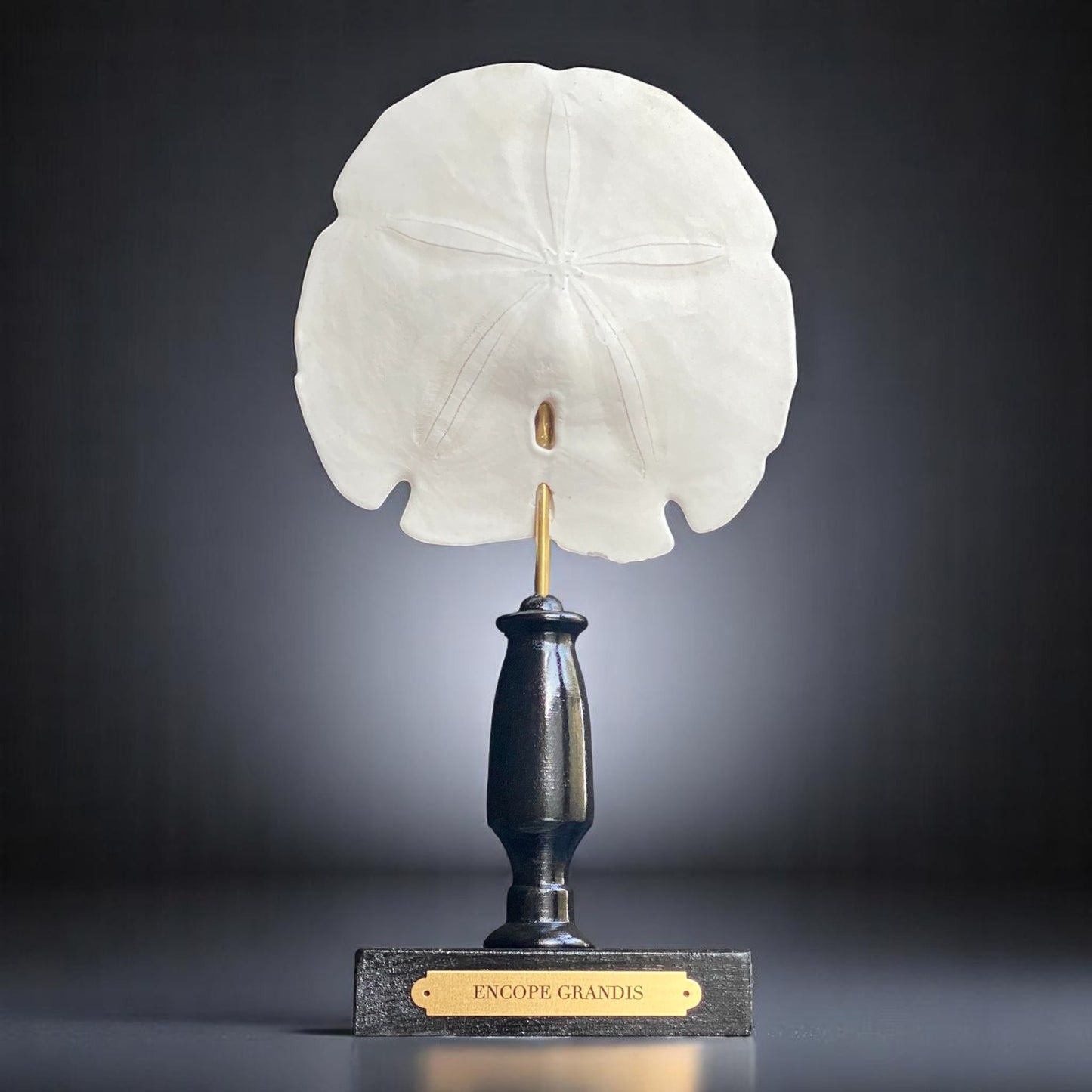 Mounted Shell Sculpture, Sand Dollar on Stand, Tropical Shell Display, Elegant Coastal Decor, Beach House Gift, Nautical Marine Home Accent