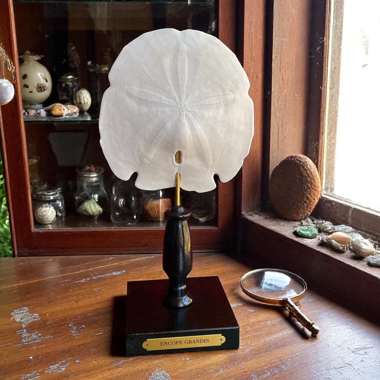 Mounted Shell Sculpture, Sand Dollar on Stand, Tropical Shell Display, Elegant Coastal Decor, Beach House Gift, Nautical Marine Home Accent
