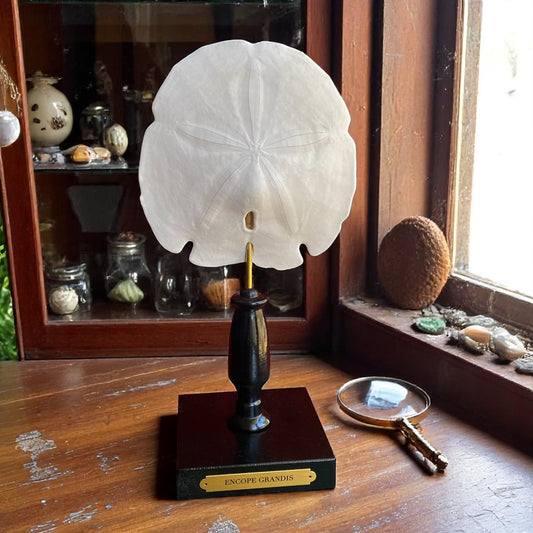 Mounted Shell Sculpture, Sand Dollar on Stand, Tropical Shell Display, Elegant Coastal Decor, Beach House Gift, Nautical Marine Home Accent