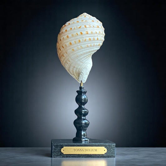 Mounted Shell Sculpture, Sea Shell on Stand, Tropical Shell Display, Elegant Coastal Decor, Beach House Gift, Nautical Marine Home Accent