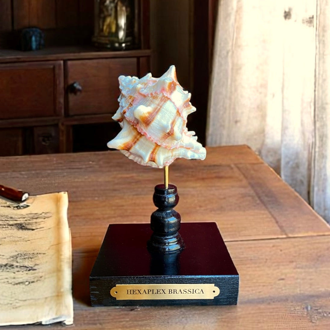 Mounted Murex Shell Sculpture, Sea Shell on Stand, Ocean Lover Gift, Elegant Coastal Decor, Beach House Gift, Nautical Marine Home Accent