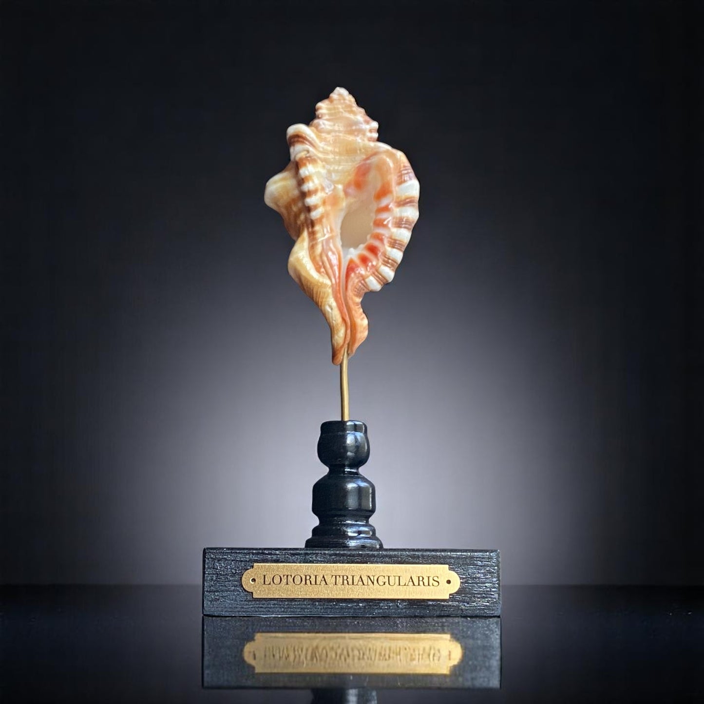 Mounted Sea Shell Specimen, Sea Shell on Stand, Tropical Shell Display, Elegant Coastal Decor, Beach House Gift,Marine Sculpture Home Accent