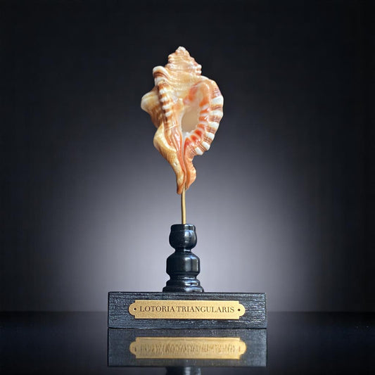 Mounted Sea Shell Specimen, Sea Shell on Stand, Tropical Shell Display, Elegant Coastal Decor, Beach House Gift,Marine Sculpture Home Accent