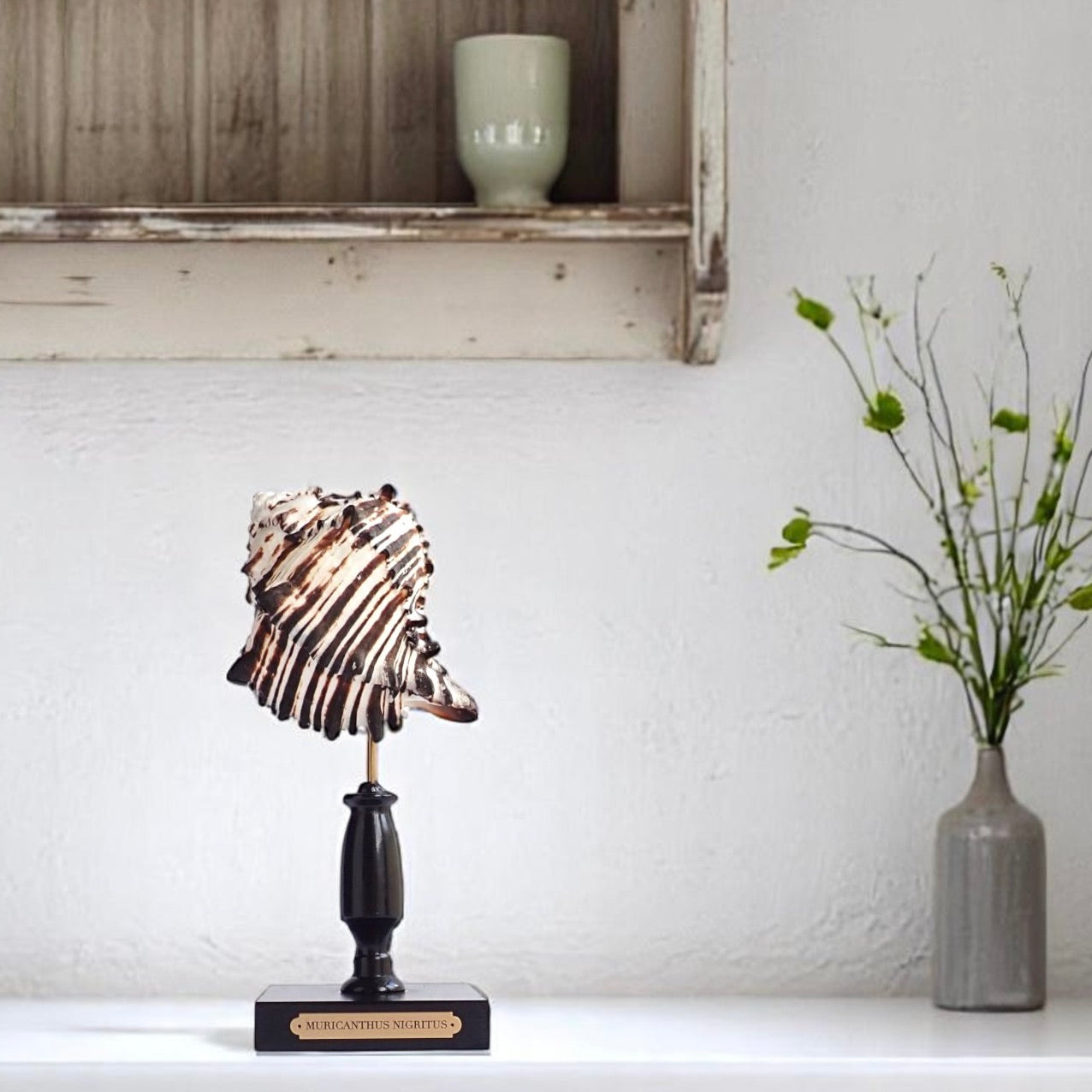 Mounted Shell Sculpture, Sea Shell on Stand, Tropical Shell Display, Elegant Coastal Decor, Beach House Gift, Nautical Marine Home Accent