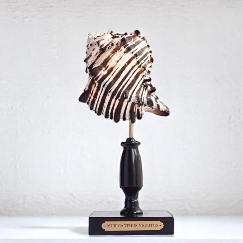 Mounted Shell Sculpture, Sea Shell on Stand, Tropical Shell Display, Elegant Coastal Decor, Beach House Gift, Nautical Marine Home Accent