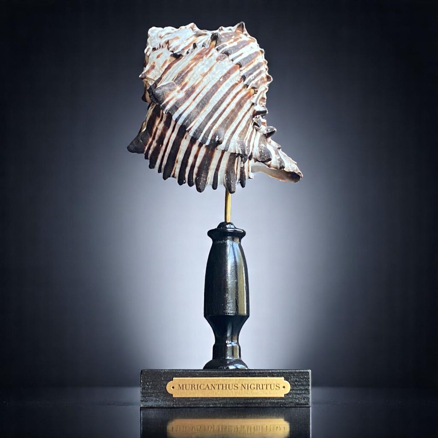 Mounted Shell Sculpture, Sea Shell on Stand, Tropical Shell Display, Elegant Coastal Decor, Beach House Gift, Nautical Marine Home Accent