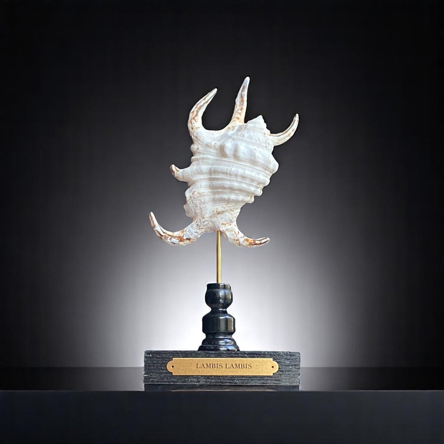Mounted Shell Sculpture, Sea Shell on Stand, Tropical Shell Display, Elegant Coastal Decor, Beach House Gift,Nautical Cabinet of Curiosities