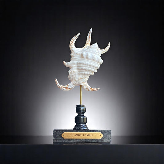 Mounted Shell Sculpture, Sea Shell on Stand, Tropical Shell Display, Elegant Coastal Decor, Beach House Gift,Nautical Cabinet of Curiosities