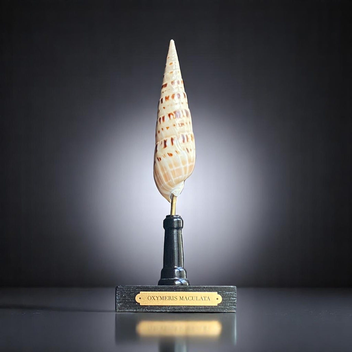 Mounted Shell Sculpture, Sea Shell on Stand, Tropical Shell Display, Elegant Coastal Decor, Beach House Gift, Nautical Marine Home Accent
