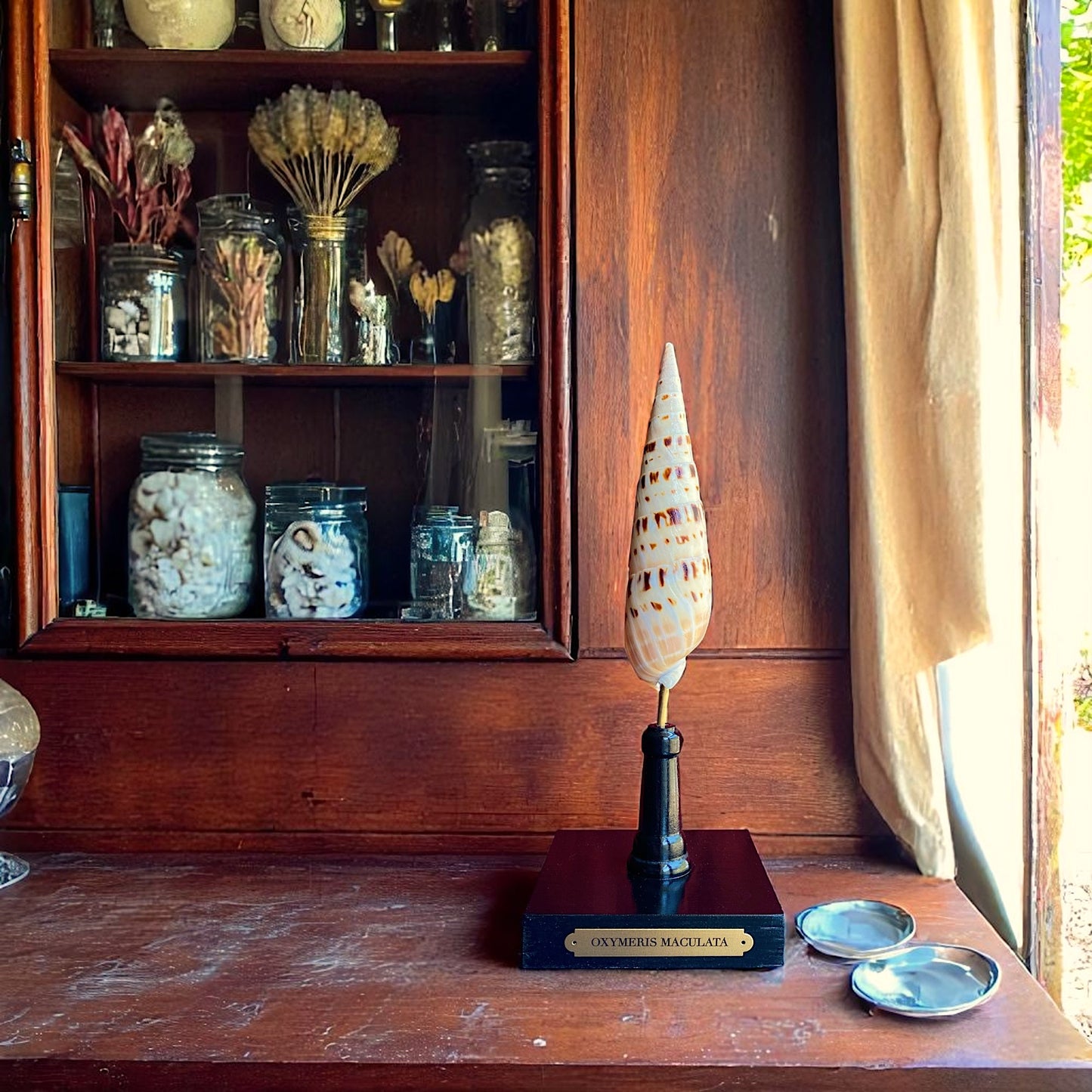 Mounted Shell Sculpture, Sea Shell on Stand, Tropical Shell Display, Elegant Coastal Decor, Beach House Gift, Nautical Marine Home Accent