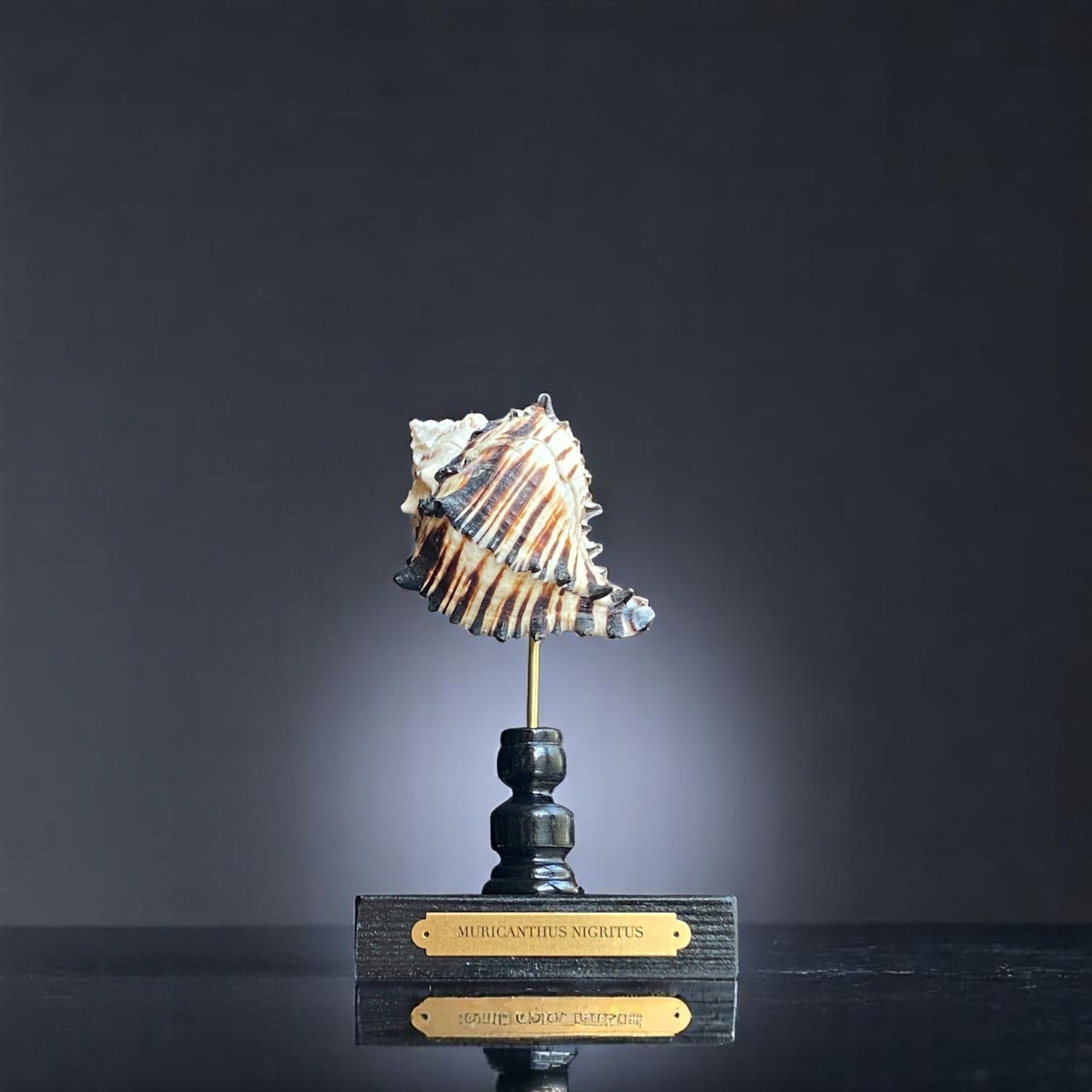 Mounted Murex Shell Sculpture, Sea Shell on Stand, Tropical Shell Display,Elegant Coastal Decor,Beach House Gift,Nautical Marine Home Accent