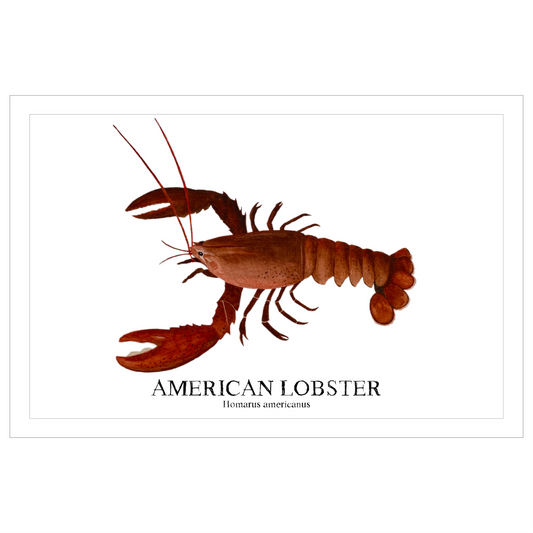 American Lobster Original Watercolor Print  – Nautical Coastal Wall Art, Fishermen Gift, Beach House Art, Ocean Life Art