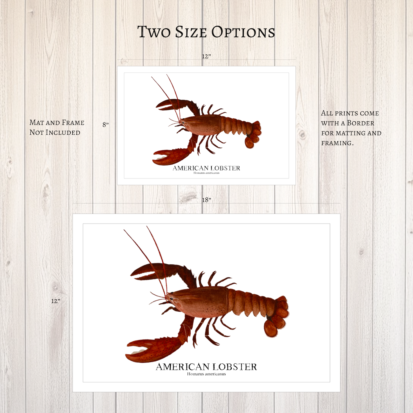 American Lobster Original Watercolor Print  – Nautical Coastal Wall Art, Fishermen Gift, Beach House Art, Ocean Life Art