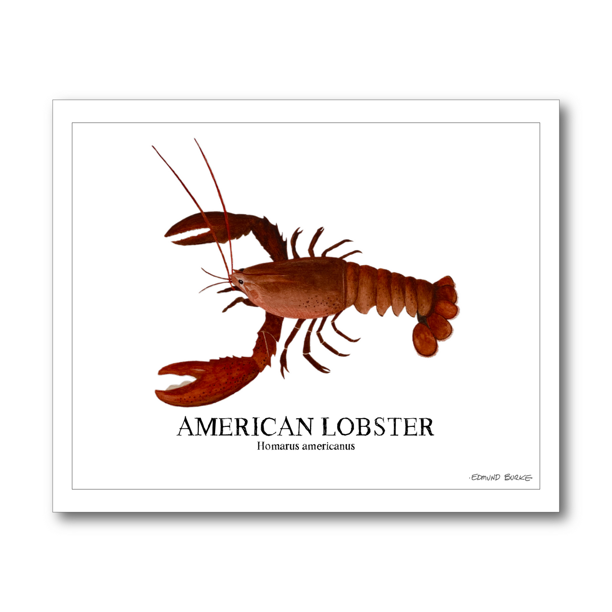 American Lobster Original Watercolor Print  – Nautical Coastal Wall Art, Fishermen Gift, Beach House Art, Ocean Life Art