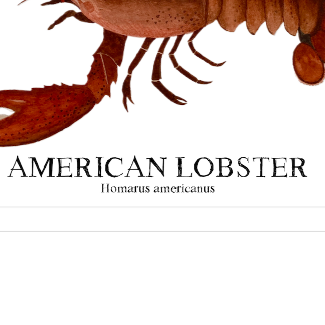 American Lobster Original Watercolor Print  – Nautical Coastal Wall Art, Fishermen Gift, Beach House Art, Ocean Life Art