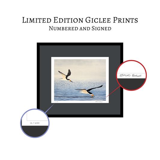 Black Skimmers Original Artwork, Coastal Bird Wall Art, Shorebird Nature Painting, Beach Wildlife Home Decor, Bird Lover Art