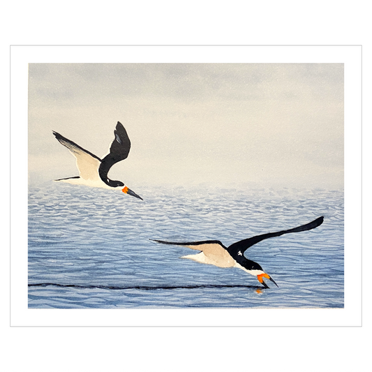 Black Skimmers Original Artwork, Coastal Bird Wall Art, Shorebird Nature Painting, Beach Wildlife Home Decor, Bird Lover Art
