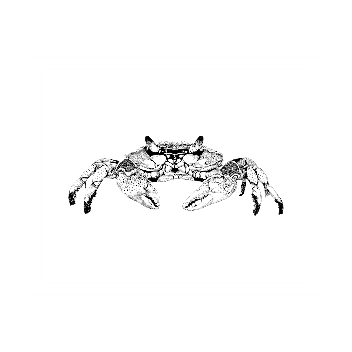 Maryland Blue Crab Art Print from Original Pen & Ink Drawing, Coastal Beach Art, Seaside Nautical Wall Hanging Decor