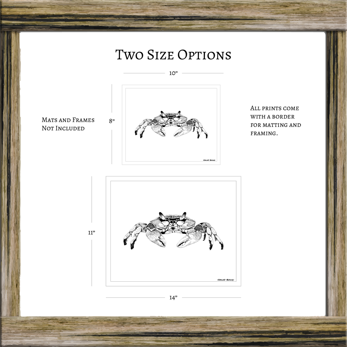 Maryland Blue Crab Art Print from Original Pen & Ink Drawing, Coastal Beach Art, Seaside Nautical Wall Hanging Decor