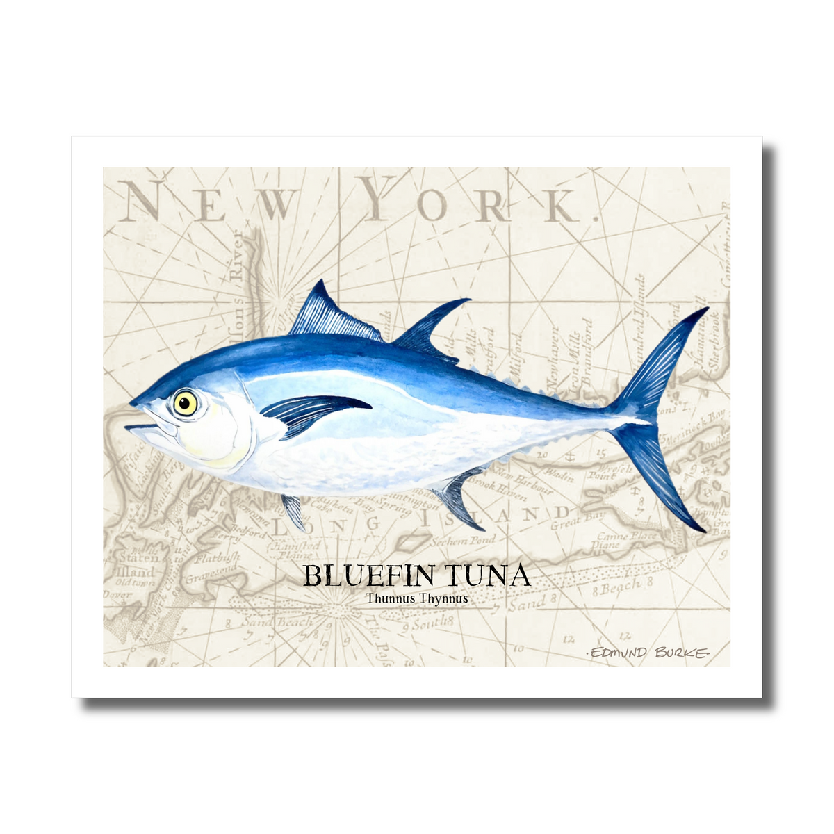 Bluefin Tuna Watercolor Print Art Over Vintage Long Island Map – Nautical Coastal Wall Art, Fishermen Angler Gift, NY Beach House Décor