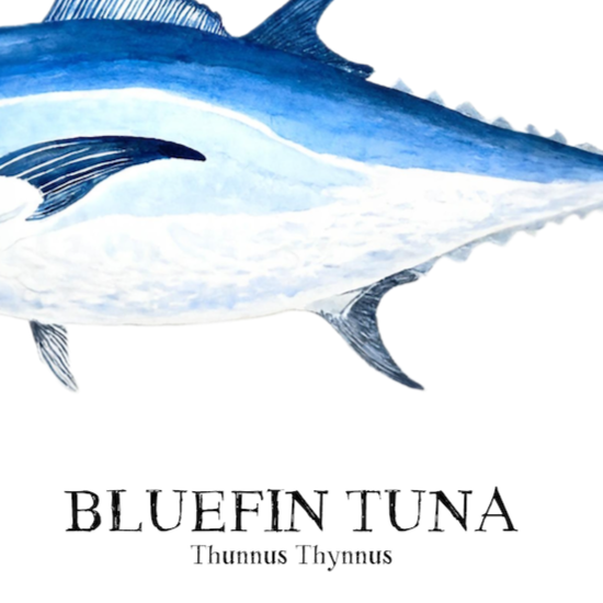Bluefin Tuna Watercolor Print: Coastal Nautical Wall Art