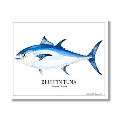 Bluefin Tuna Watercolor Print: Coastal Nautical Wall Art