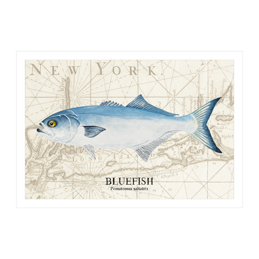 Bluefish Original Watercolor Print Over Vintage Long Island Map – Nautical Coastal Wall Art, Fishermen Angler Gift, NY Beach House Décor