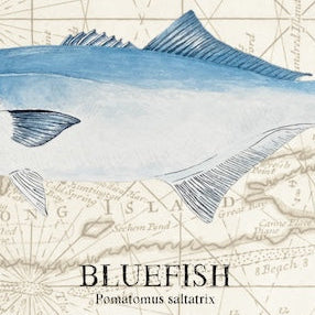 Bluefish Original Watercolor Print Over Vintage Long Island Map – Nautical Coastal Wall Art, Fishermen Angler Gift, NY Beach House Décor