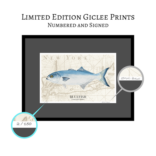 Bluefish Original Watercolor Print Over Vintage Long Island Map – Nautical Coastal Wall Art, Fishermen Angler Gift, NY Beach House Décor