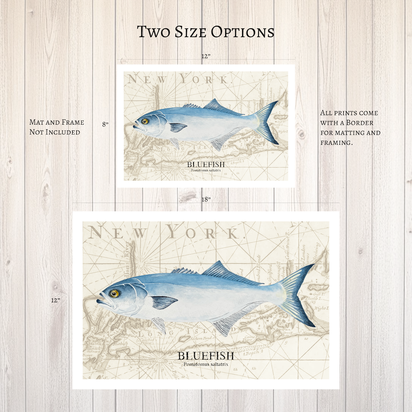 Bluefish Original Watercolor Print Over Vintage Long Island Map – Nautical Coastal Wall Art, Fishermen Angler Gift, NY Beach House Décor