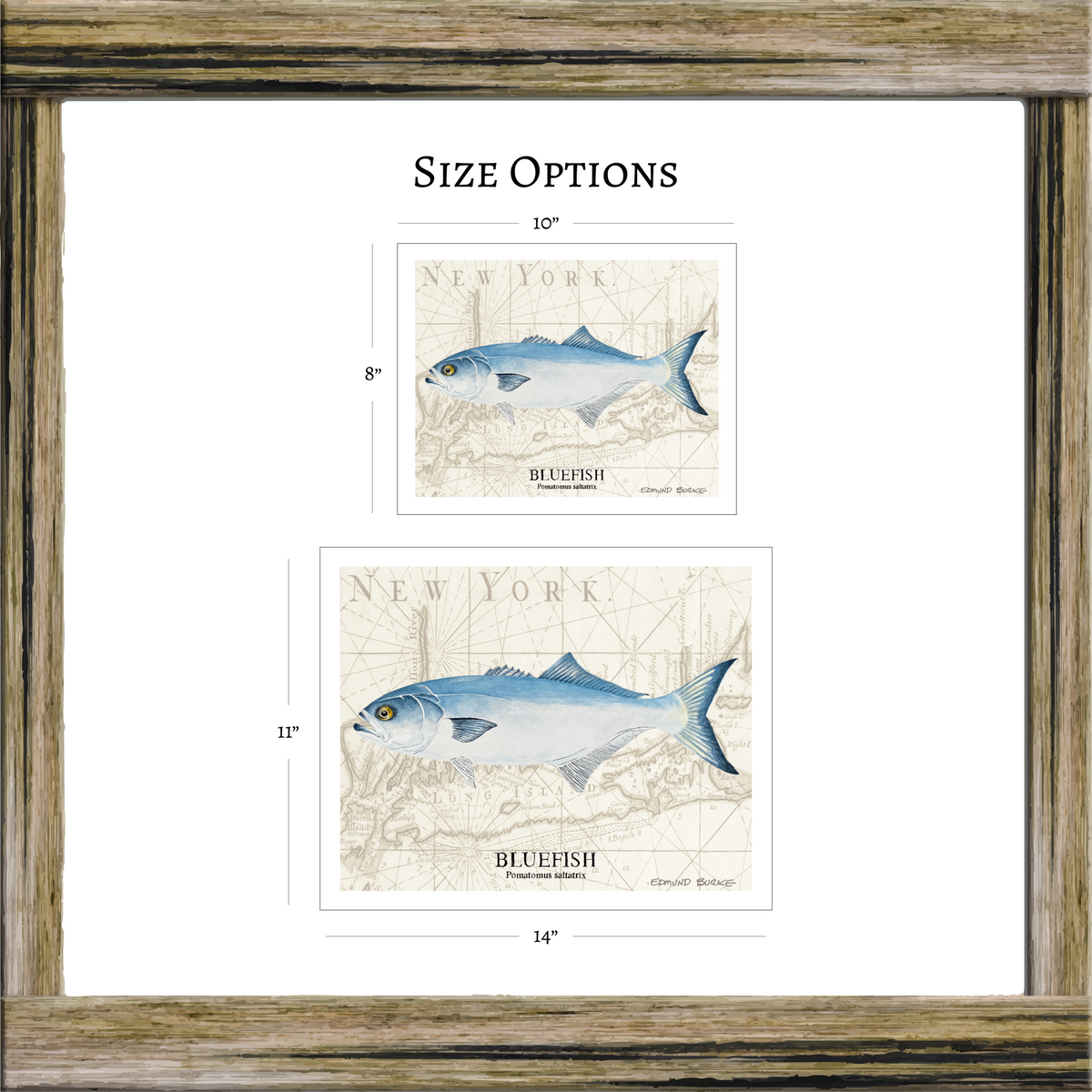 Bluefish Original Watercolor Print Over Vintage Long Island Map – Nautical Coastal Wall Art, Fishermen Angler Gift, NY Beach House Décor