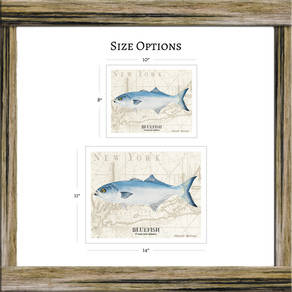 Bluefish Original Watercolor Print Over Vintage Long Island Map – Nautical Coastal Wall Art, Fishermen Angler Gift, NY Beach House Décor