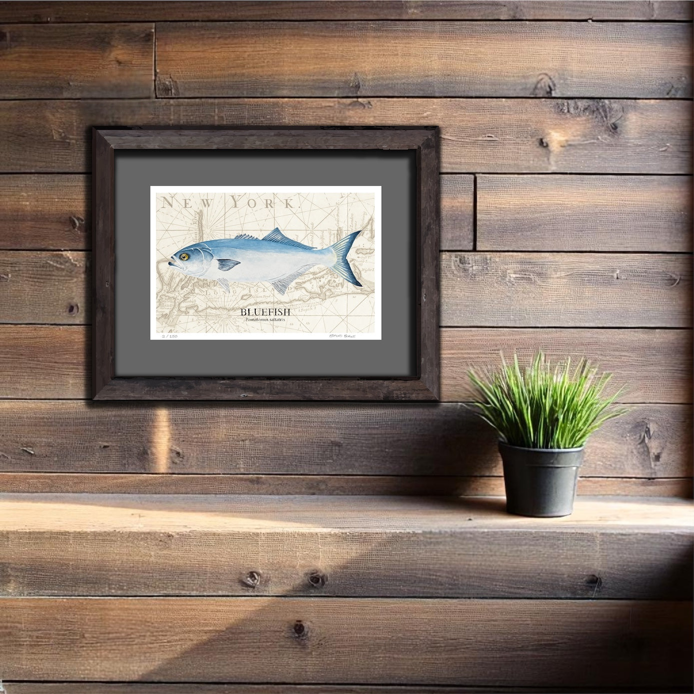 Bluefish Original Watercolor Print Over Vintage Long Island Map – Nautical Coastal Wall Art, Fishermen Angler Gift, NY Beach House Décor