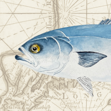Bluefish Original Watercolor Print Over Vintage Long Island Map – Nautical Coastal Wall Art, Fishermen Angler Gift, NY Beach House Décor