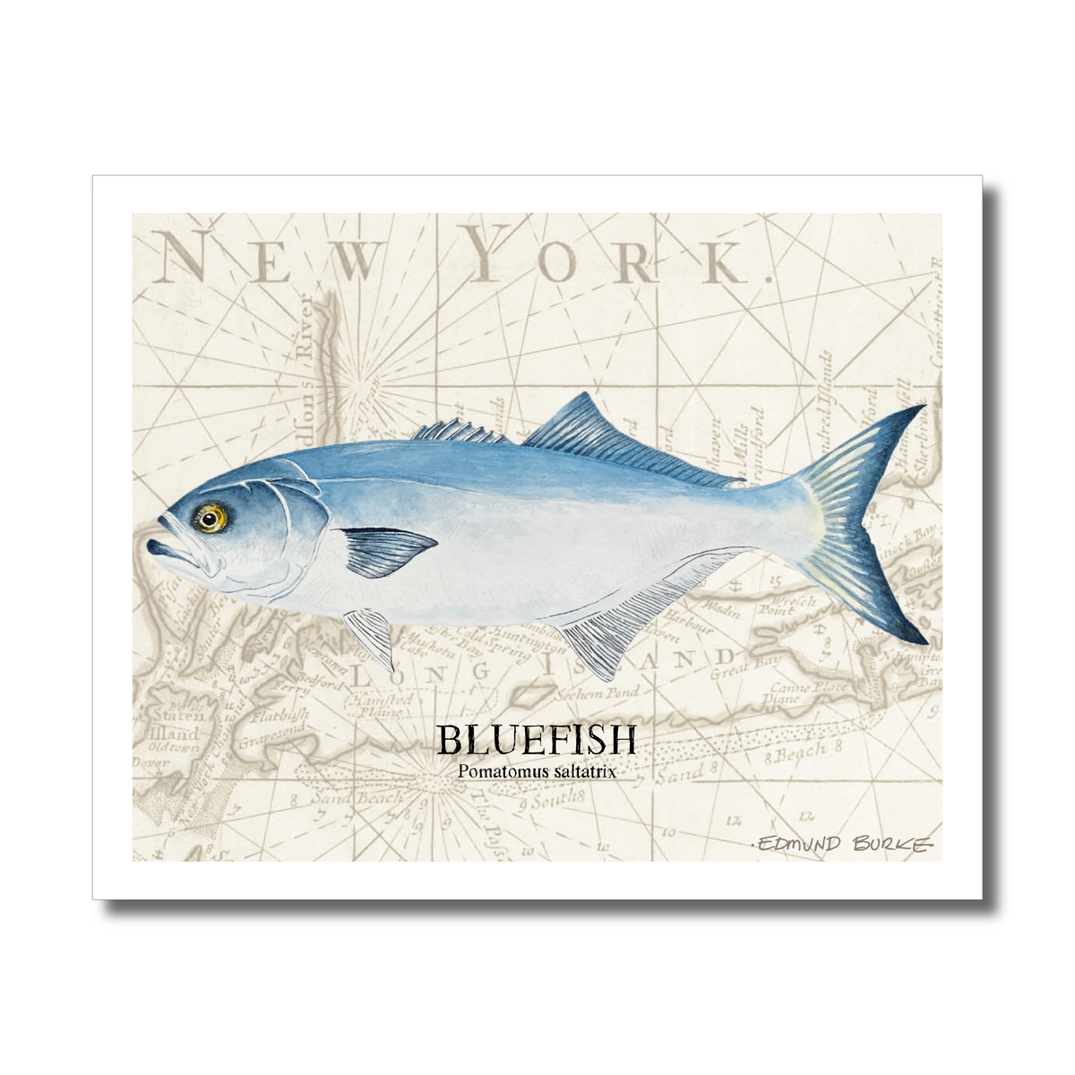 Bluefish Original Watercolor Print Over Vintage Long Island Map – Nautical Coastal Wall Art, Fishermen Angler Gift, NY Beach House Décor