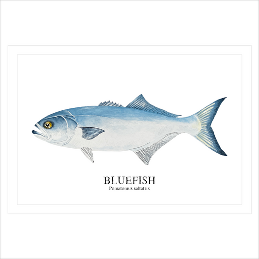 Bluefish Watercolor Print: Coastal Nautical Wall Art