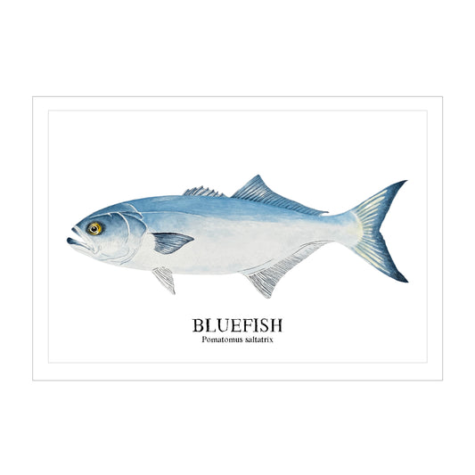 Bluefish Watercolor Print: Coastal Nautical Wall Art