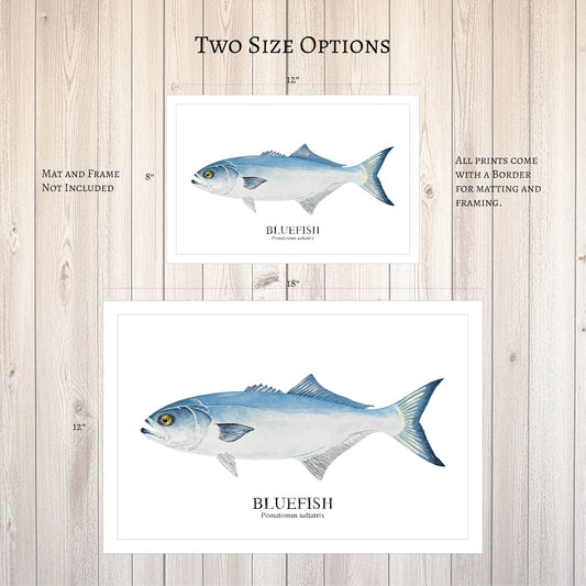 Bluefish Watercolor Print: Coastal Nautical Wall Art