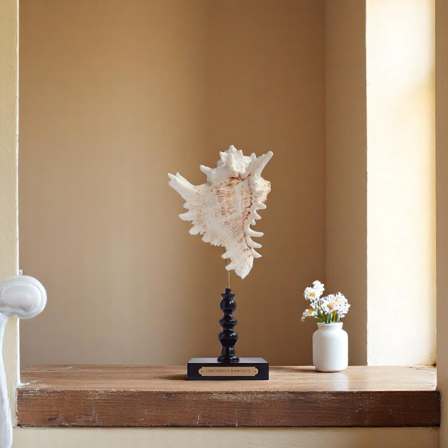 Mounted Shell Sculpture, Sea Shell on Stand, Tropical Shell Display, Elegant Coastal Decor, Beach House Gift, Nautical Marine Home Accent