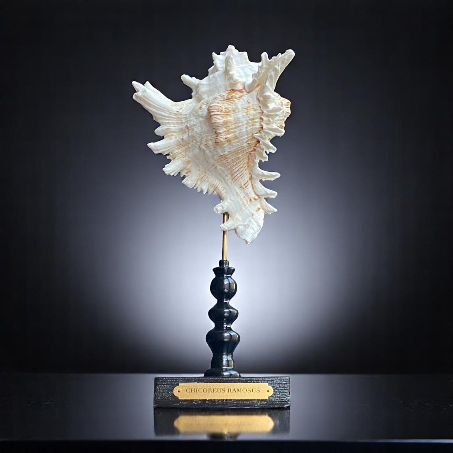 Mounted Shell Sculpture, Sea Shell on Stand, Tropical Shell Display, Elegant Coastal Decor, Beach House Gift, Nautical Marine Home Accent