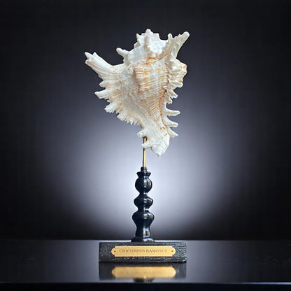 Mounted Shell Sculpture, Sea Shell on Stand, Tropical Shell Display, Elegant Coastal Decor, Beach House Gift, Nautical Marine Home Accent