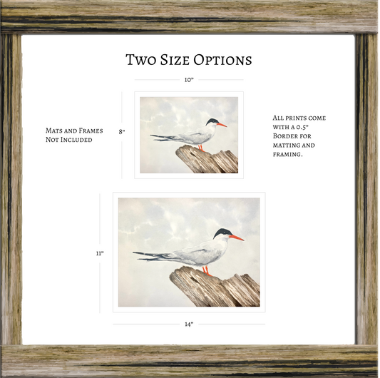 Common Tern Shorebird Original Artwork, East Coast Landscape Print, Limited Edition Watercolor, Coastal Wall Decor, Beach House Decor Gift