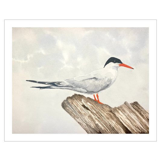 Common Tern Shorebird Original Artwork, East Coast Landscape Print, Limited Edition Watercolor, Coastal Wall Decor, Beach House Decor Gift
